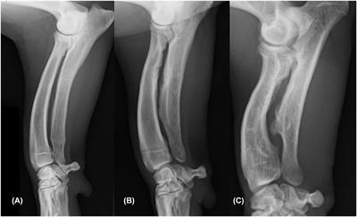 Breed-typical front limb angular deformity is associated with clinical findings in three chondrodysplastic dog breeds